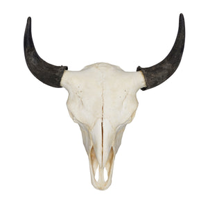 Buffalo Bull Skull with Horns
