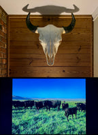 Large Buffalo Skull from Memph is Grand