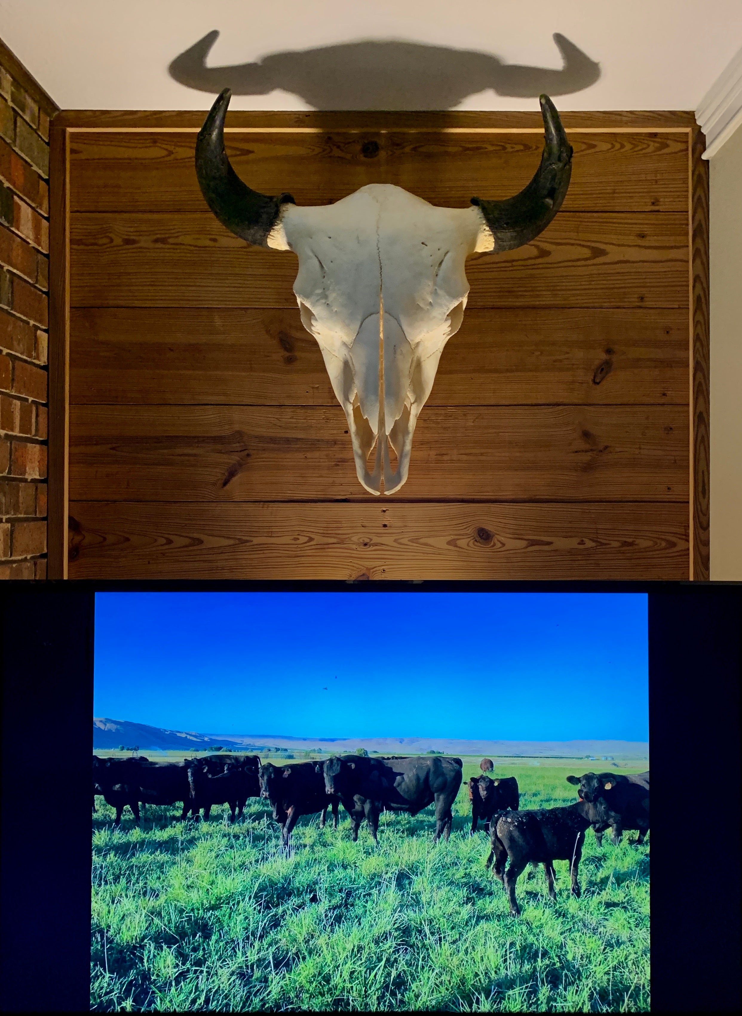 Large Buffalo Skull from Memph is Grand