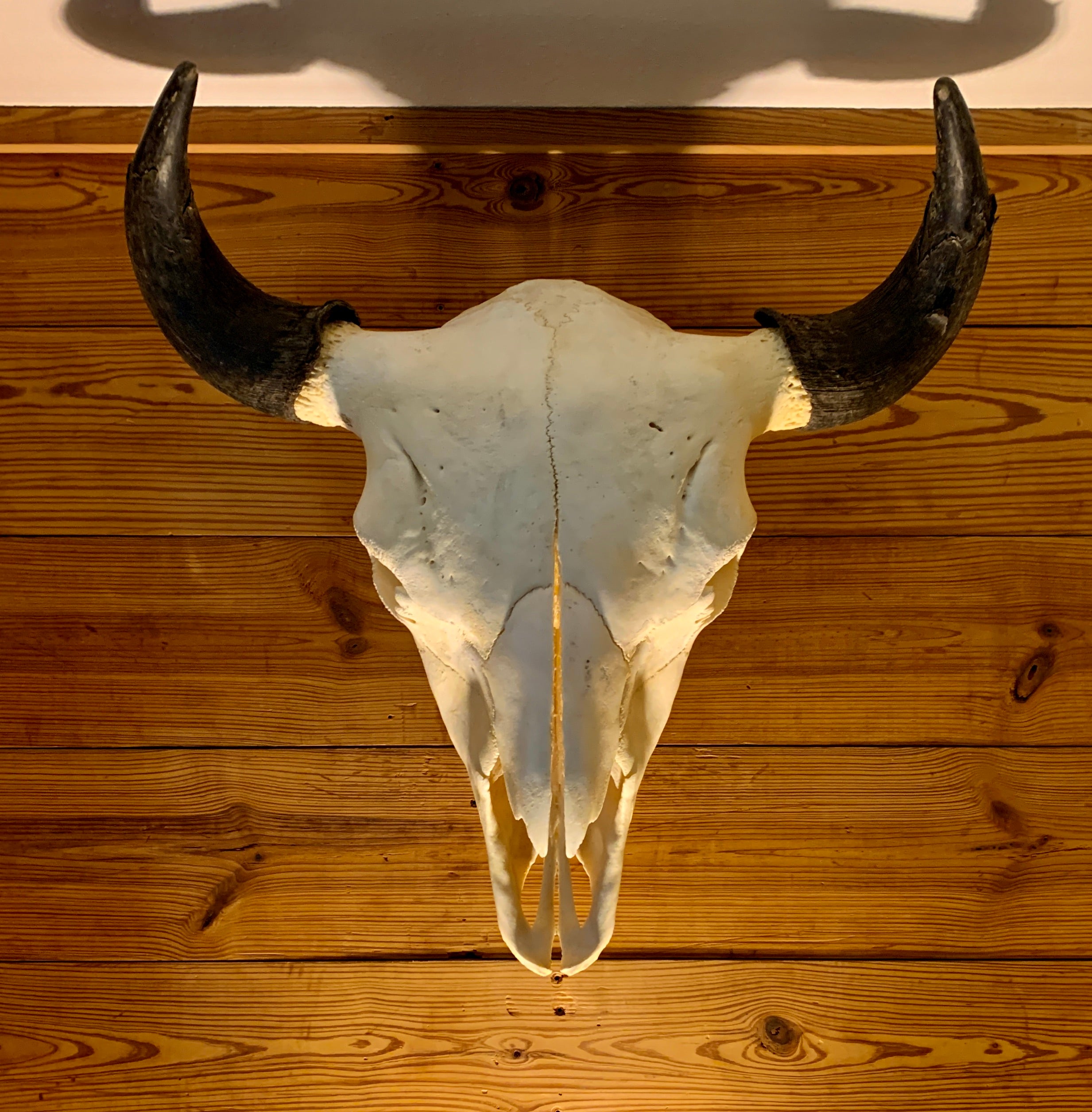 ⏱SALE！テキサスロングホーン　牛　角　バッファロー　スカル アメリカン LargeBuffaloSkullfromMemphisGr