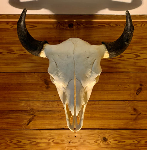 Buffalo Bull Skull with Horns