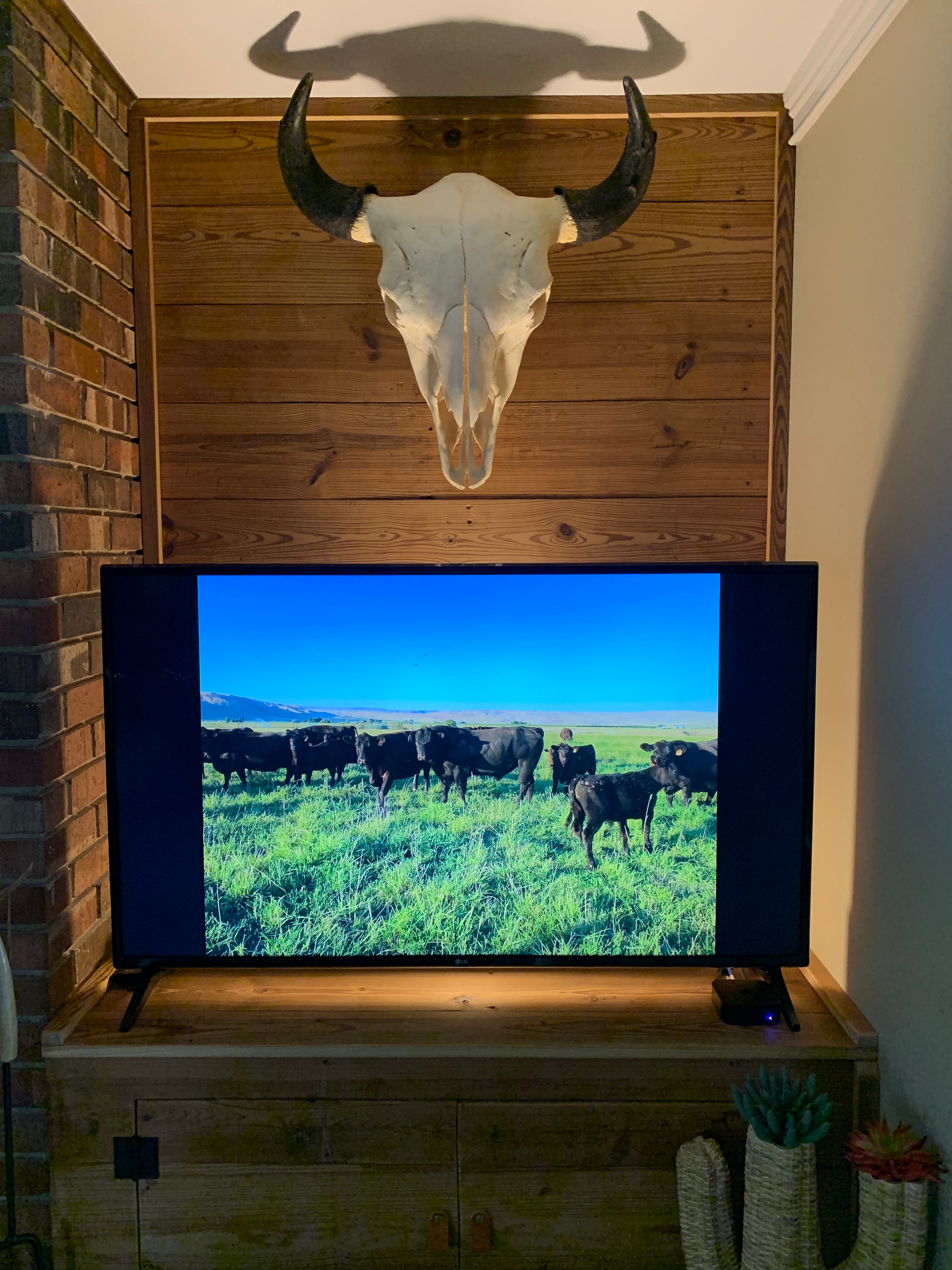 Large Buffalo Skull from Memph is Grand